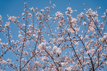 2025年のお台場に咲く美しい桜