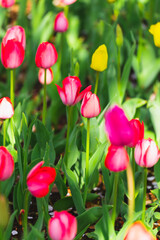 2025年のお台場に咲く美しい桜