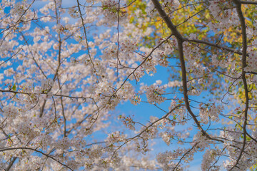 2025年のお台場に咲く美しい桜