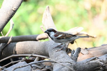 House sparrow. Its other name Passer domesticus and Indian House sparrow. This is a bird of...