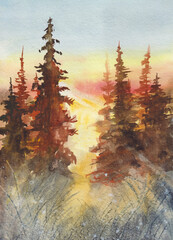 Sunset in the spruce forest