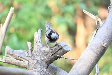 House sparrow. Its other name Passer domesticus and Indian House sparrow. This is a bird of...