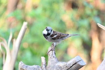 House sparrow. Its other name Passer domesticus and Indian House sparrow. This is a bird of...