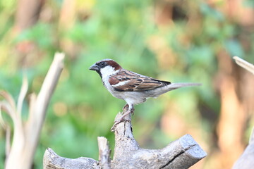 House sparrow. Its other name Passer domesticus and Indian House sparrow. This is a bird of the sparrow family Passeridae, found in most parts of the world. 
