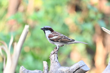 House sparrow. Its other name Passer domesticus and Indian House sparrow. This is a bird of...