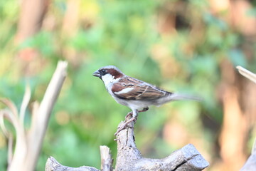 House sparrow. Its other name Passer domesticus and Indian House sparrow. This is a bird of the sparrow family Passeridae, found in most parts of the world. 
