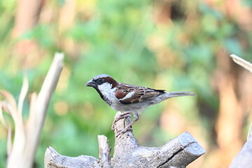 House sparrow. Its other name Passer domesticus and Indian House sparrow. This is a bird of the sparrow family Passeridae, found in most parts of the world. 
