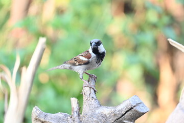 House sparrow. Its other name Passer domesticus and Indian House sparrow. This is a bird of...