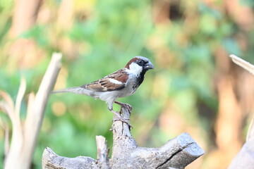 House sparrow. Its other name Passer domesticus and Indian House sparrow. This is a bird of...