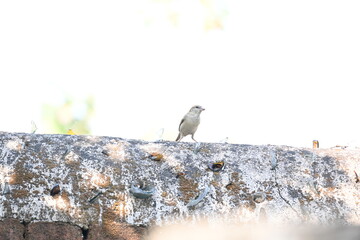 House sparrow. Its other name Passer domesticus and Indian House sparrow. This is a bird of the sparrow family Passeridae, found in most parts of the world. 
