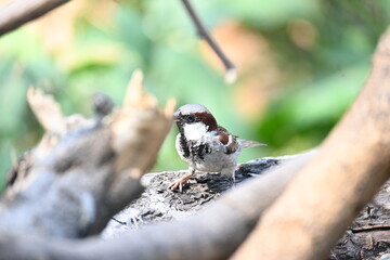 House sparrow. Its other name Passer domesticus and Indian House sparrow. This is a bird of...