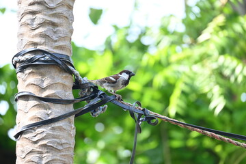 House sparrow. Its other name Passer domesticus and Indian House sparrow. This is a bird of...