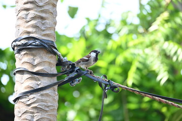 House sparrow. Its other name Passer domesticus and Indian House sparrow. This is a bird of...