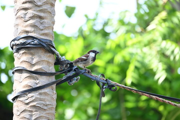 House sparrow. Its other name Passer domesticus and Indian House sparrow. This is a bird of...