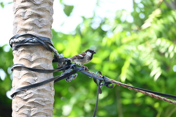 House sparrow. Its other name Passer domesticus and Indian House sparrow. This is a bird of...