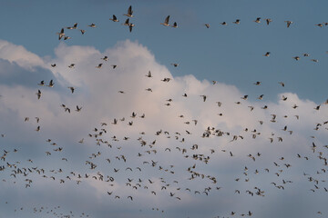 Flock of Greater white-fronted geese - Anser albifrons albifrons in flight with blue sky in background. Photo from Warta Mouth National Park in Poland.
