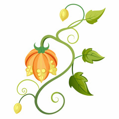 Curvy Vine with Bitter Melon Flower