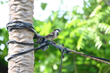 House sparrow. Its other name Passer domesticus and Indian House sparrow. This is a bird of...