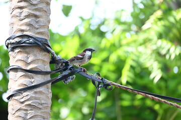 House sparrow. Its other name Passer domesticus and Indian House sparrow. This is a bird of...