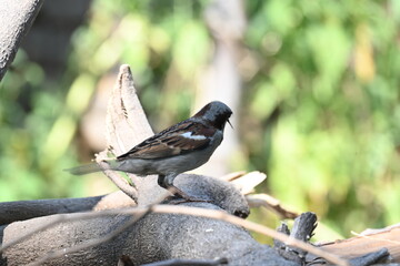 House sparrow. Its other name Passer domesticus and Indian House sparrow. This is a bird of...