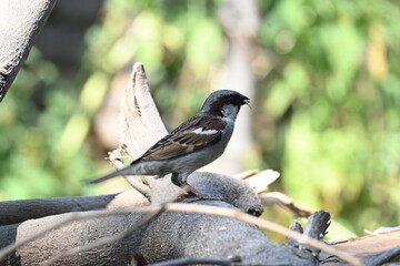 House sparrow. Its other name Passer domesticus and Indian House sparrow. This is a bird of...