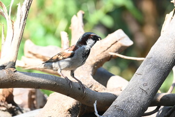 House sparrow. Its other name Passer domesticus and Indian House sparrow. This is a bird of...