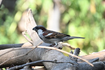 House sparrow. Its other name Passer domesticus and Indian House sparrow. This is a bird of...