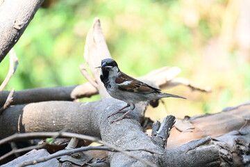 House sparrow. Its other name Passer domesticus and Indian House sparrow. This is a bird of...