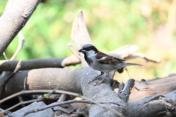 Fototapeta premium House sparrow. Its other name Passer domesticus and Indian House sparrow. This is a&nbsp;bird&nbsp;of the&nbsp;sparrow&nbsp;family Passeridae, found in most parts of the world. 