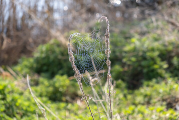  Close and selective focus on a spider web covered in morning due in the countryside