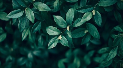Fototapeta premium Close-up view of lush green leaves creating a dense foliage background.