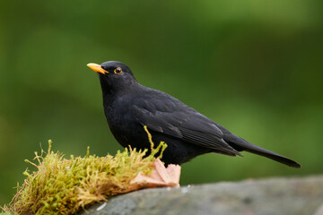 Male Eurasian Blackbird on mossy rock with green blurred background