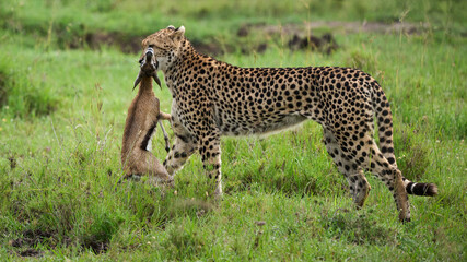 Cheetah carrying freshly killed gazelle in Masai Mara