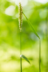 Fototapeta premium Close-Up of Tall Grass Stem in Sunlit Greenery