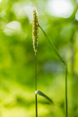 Close-Up of Tall Grass Stem in Sunlit Greenery