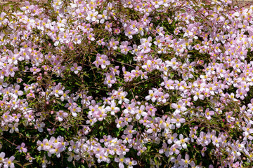 Fototapeta premium Selective focus of white pink flowers in the garden, Anemone clematis climbing on the brick wall, Clematis montana is a flowering plant in the buttercup family Ranunculaceae, Nature floral background.