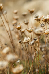  Close-Up of Dried Wildflowers in a Soft Focus Setting