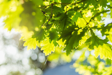 Sunlit Green Oak Leaves with Soft Bokeh Background.