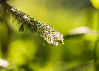 Close-Up of Fir Tree Branch with Soft White Fuzz