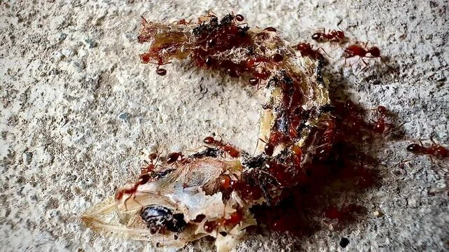 Close-up clip of a lizard's remains with a large number of red ants crawling on the remains. The ants are engrossed in eating the remains of the lizard that are about to be eaten or partially decompos