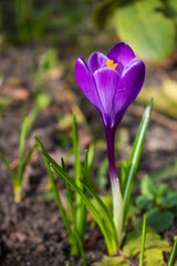 krokus 