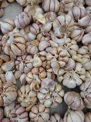 Abundant Garlic: Close-Up of Fresh, Creamy-White Bulbs and Loose Cloves.