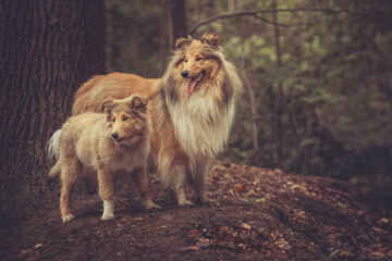 2 rough Collies Langhaar britisch adult und Welpe stehen im Wald im Frühling Var. 3