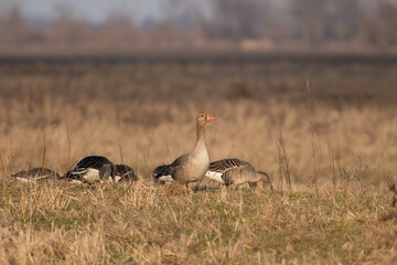 Greylag geese or graylag geese - Anser anser on meadow. Photo from Warta Mouth National Park in Poland.