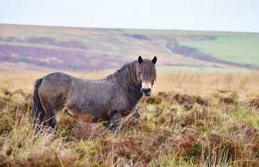 An Exmoor pony stood side on looking at the camera on the moors.