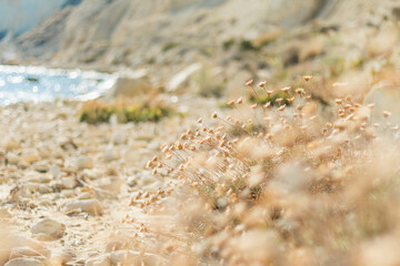 Tranquil Coastal Wildflowers