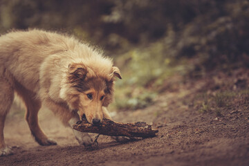 Rough Collie Welpe Langhaar britisch trägt einen Stock im Maul outdoor im Frühling Var. 3 © Renee Heetfeld