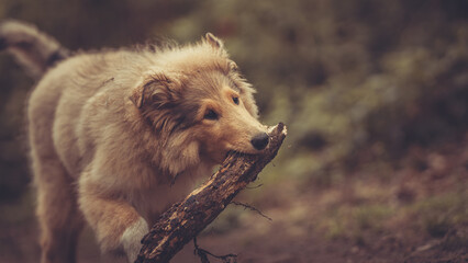 Rough Collie Welpe Langhaar britisch trägt einen Stock im Maul outdoor im Frühling Var. 1 © Renee Heetfeld
