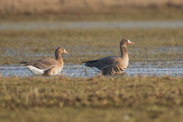 Pair of Greater white-fronted geese - Anser albifrons albifrons on meadow. Photo from Warta Mouth National Park in Poland.