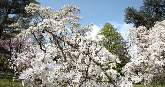  White Magnolia Stellata Plant flowers bloom in spring.